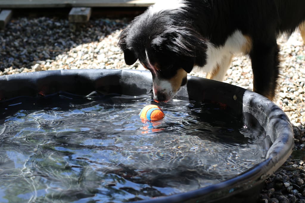 Rocket will share her pool