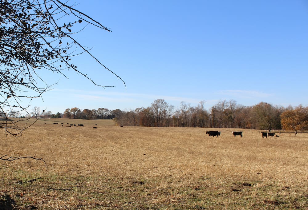 Field and Cattle