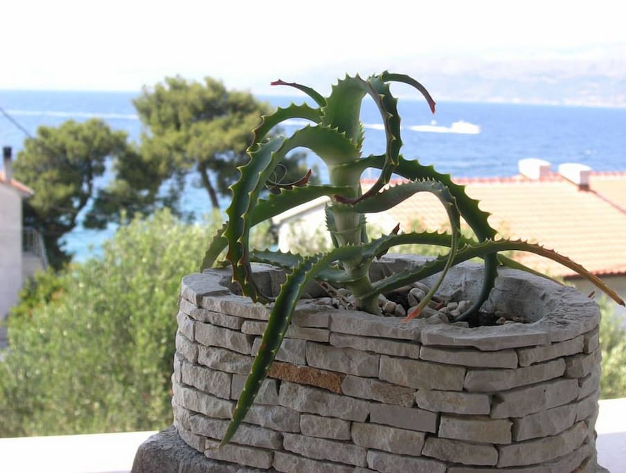 View from Terrace