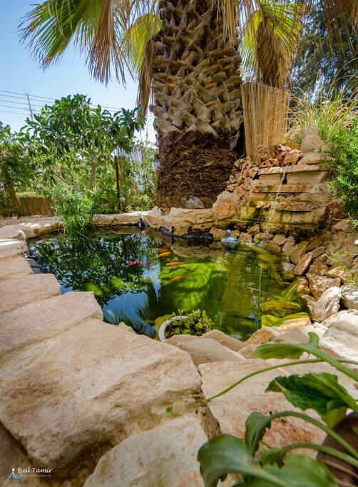 The fish pond in the yard