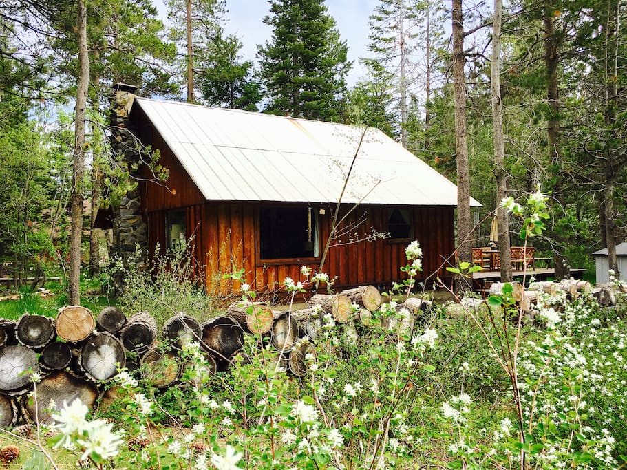 Our cabin amongst the spring Juneberry