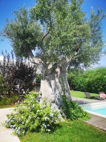 Villa with private pool in Ostuni gallery image 3