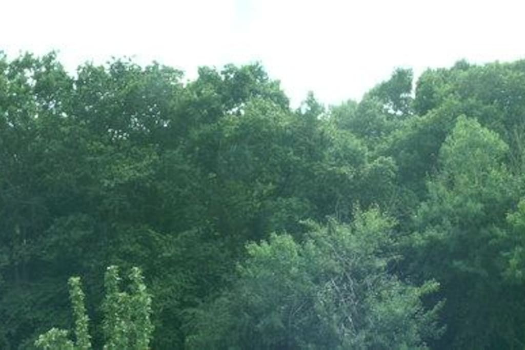 The woodland view you can enter the woods easily for beautiful walks !!
