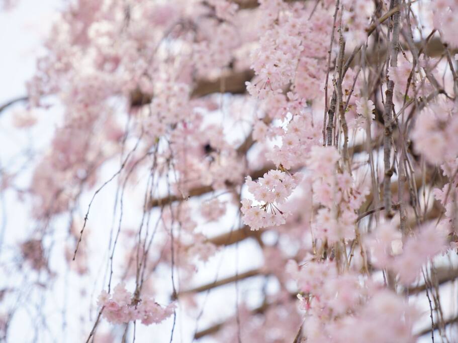 精致优雅的赏樱名所平野神社 京都旅游攻略 尽在airbnb爱彼迎