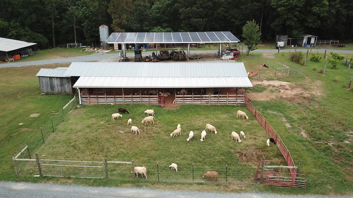 kandang kambing atas tanah