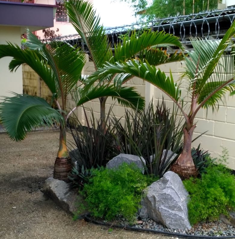 A small garden area features three tropical palm trees surrounded by various plants and rocks. The palm trees are rooted among dark green foliage, with large stones providing a natural arrangement. The area is enclosed by a low wall, contributing to a peaceful outdoor setting.