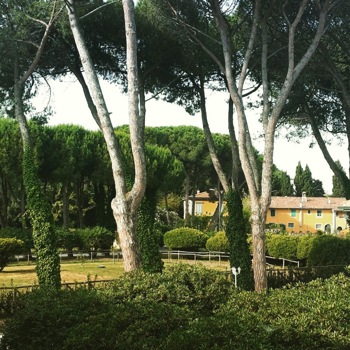 A tranquil garden space is framed by tall pines, with lush greenery and well-maintained hedges visible. A glimpse of a yellow building can be seen in the background, adding subtle color to the serene outdoor setting.