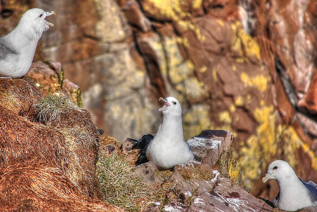Vivid birdlife