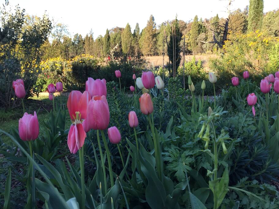 Seasonal flowering