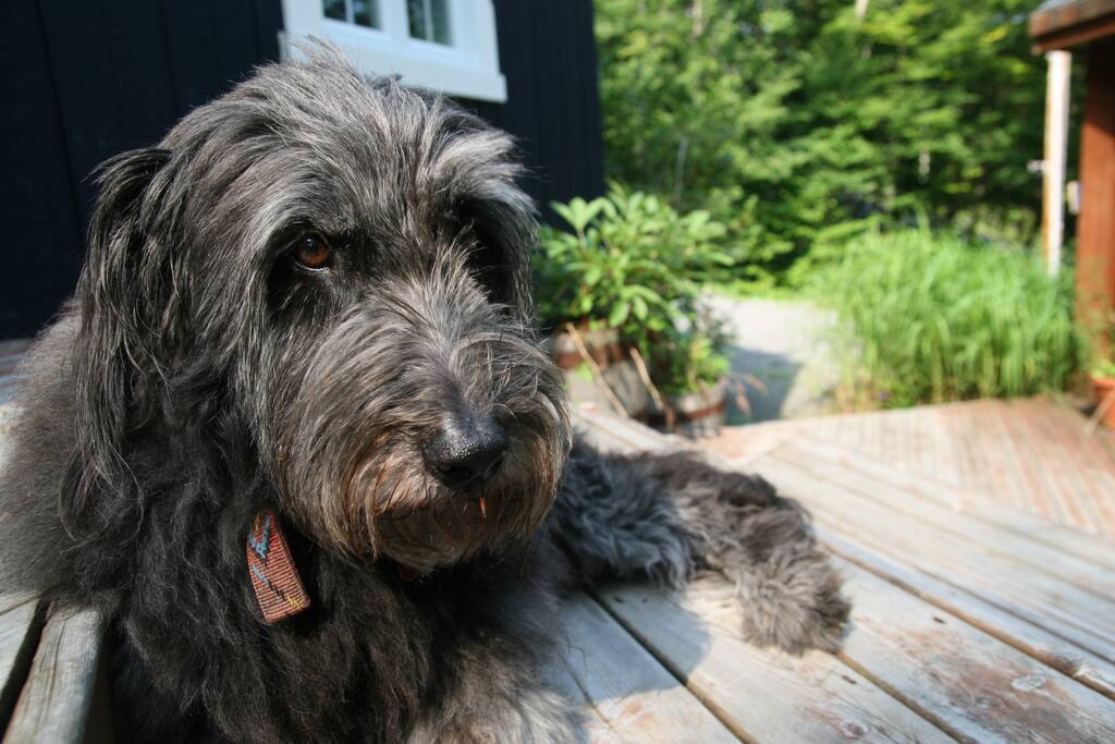 The friendly and sweet Dolce lives in the house
