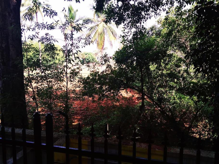 view from balcony