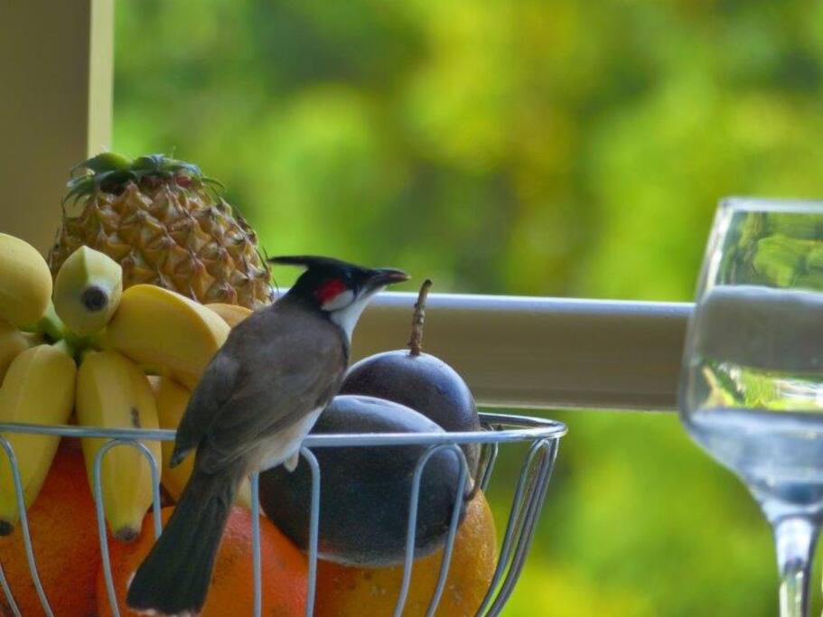 Petite visite matinale
