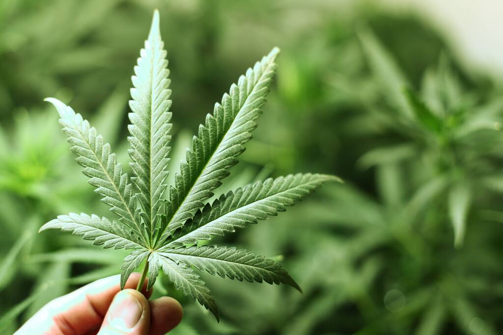 420 friendly
