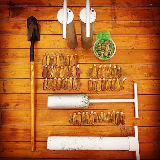 Clam guns available for guests to use during clam tides.