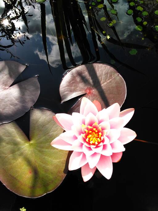 Water lily in the pond