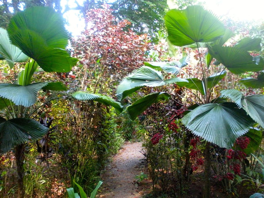 Sendero entrada a la casa