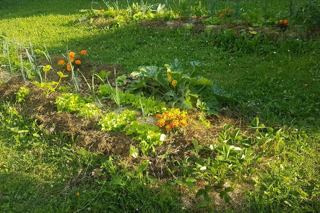 notre potager entre les deux bâtiments servez vous ;)