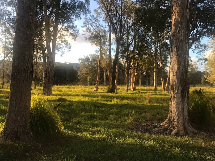 Shinglers Cottage is set on 25 acres trees and open pasture