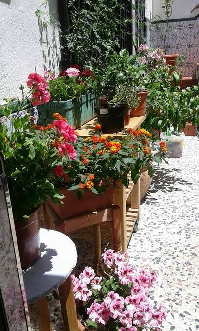Patio in spring