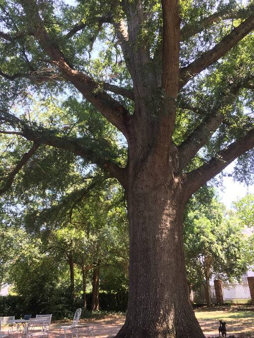 Cool breezes under the shade of the backyard giant oak tree.
