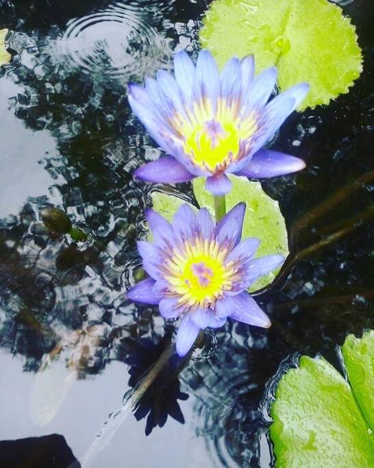 Ninféias