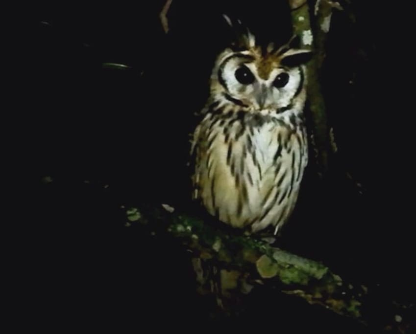 Un visitante nocturno.
