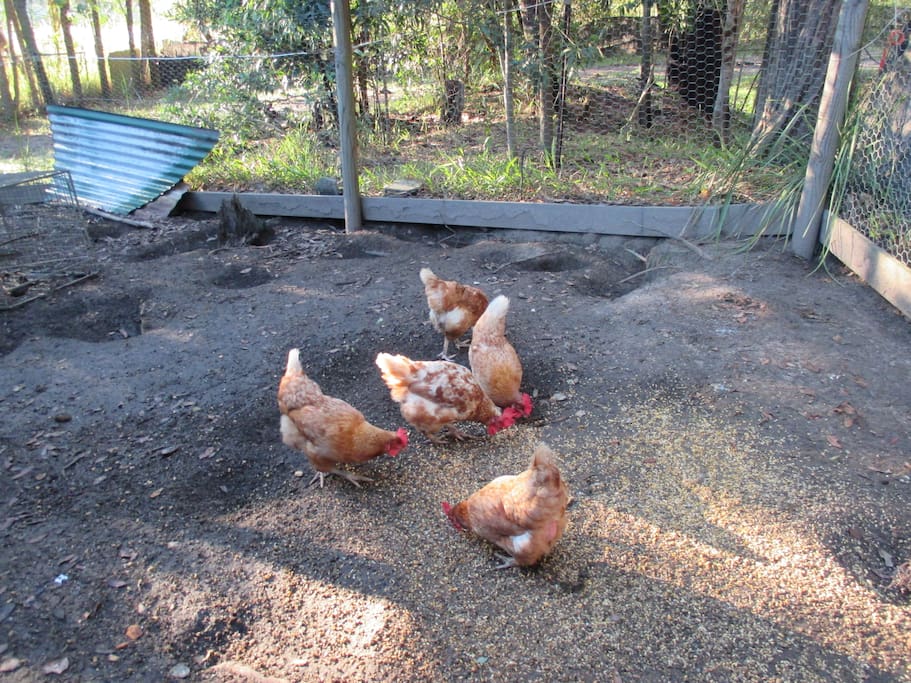 chooks to feed
