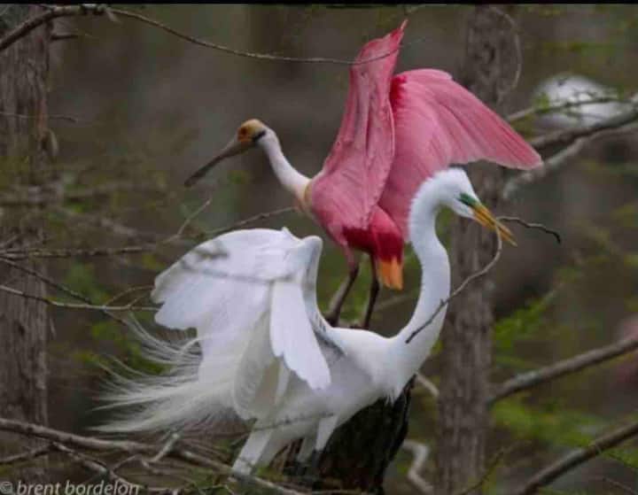 6 Best Cabin Rentals In Marksville, Louisiana Updated 2024 Trip101