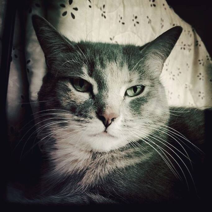 Loo, the cat who taught herself tricks