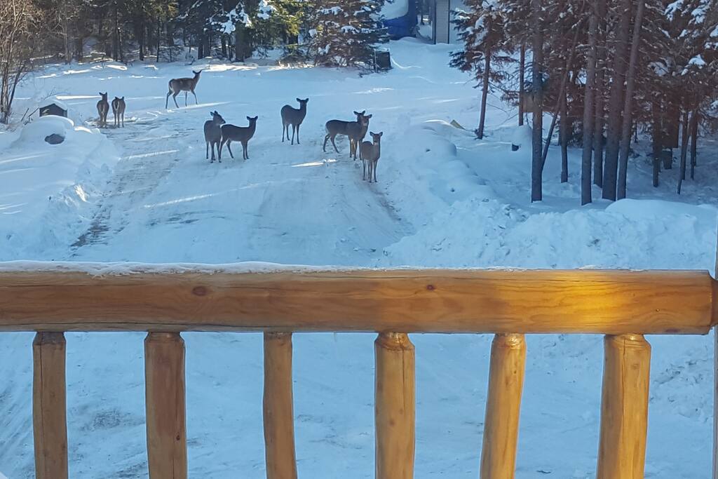 Street View from the balcony with regular visitors