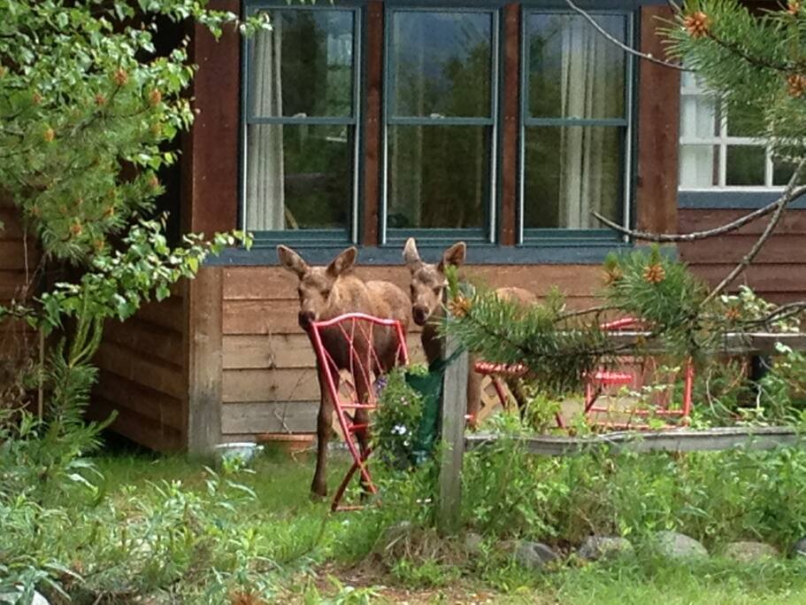 Twin moose calves on the guesthouse grounds