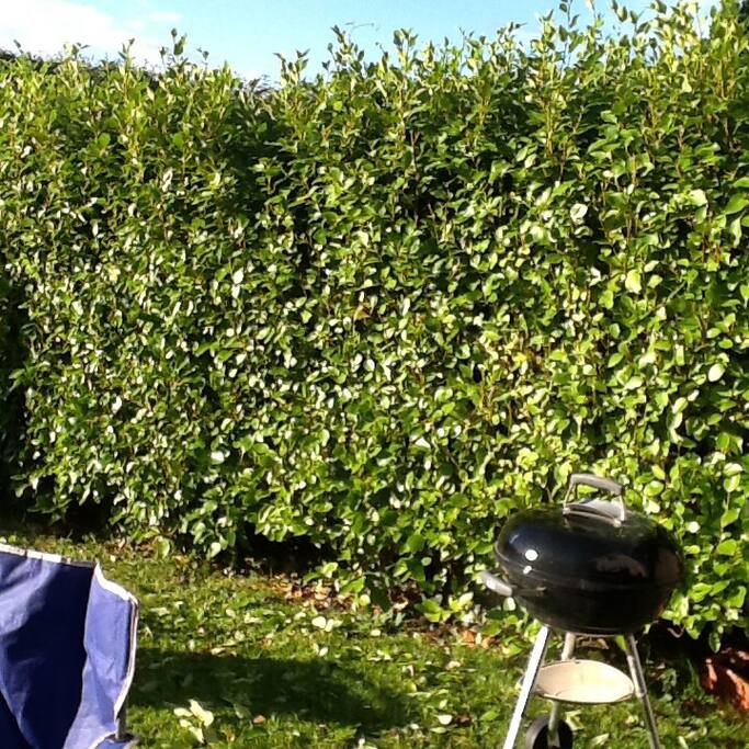 Sunny back garden for barbeque!