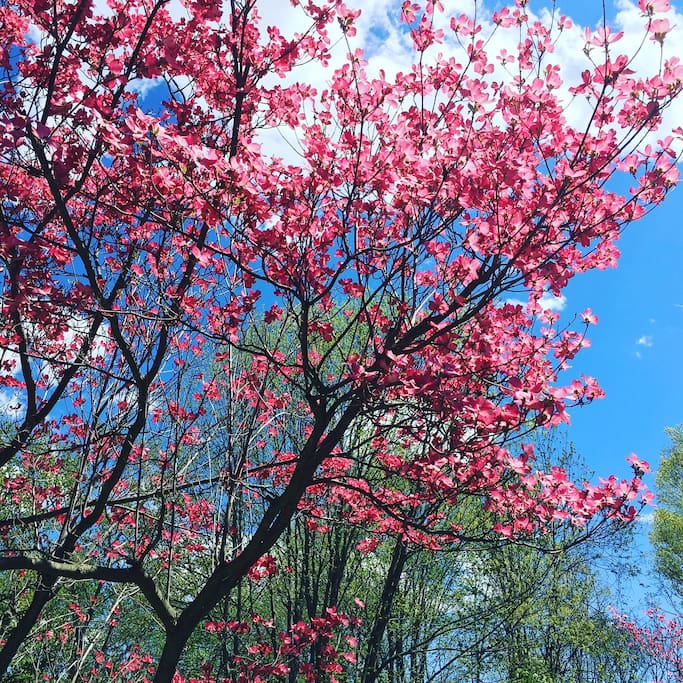 Spring brings gorgeous pink dogwood outside your window