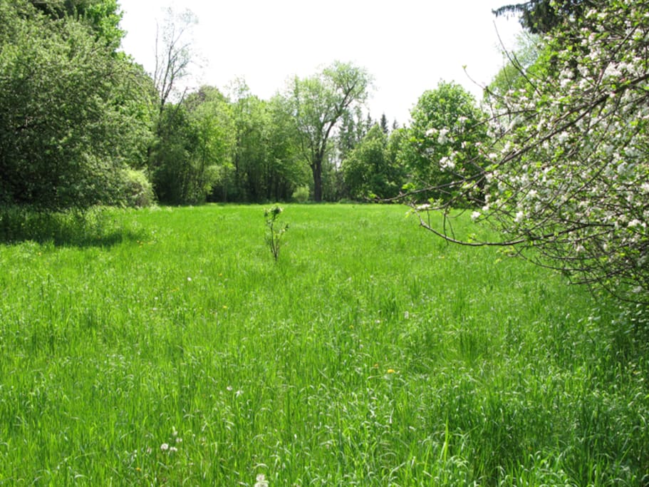 Front field