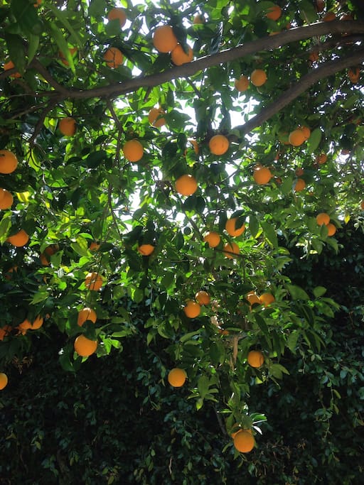 When in season the oranges are delicious and you can have as many as you want!