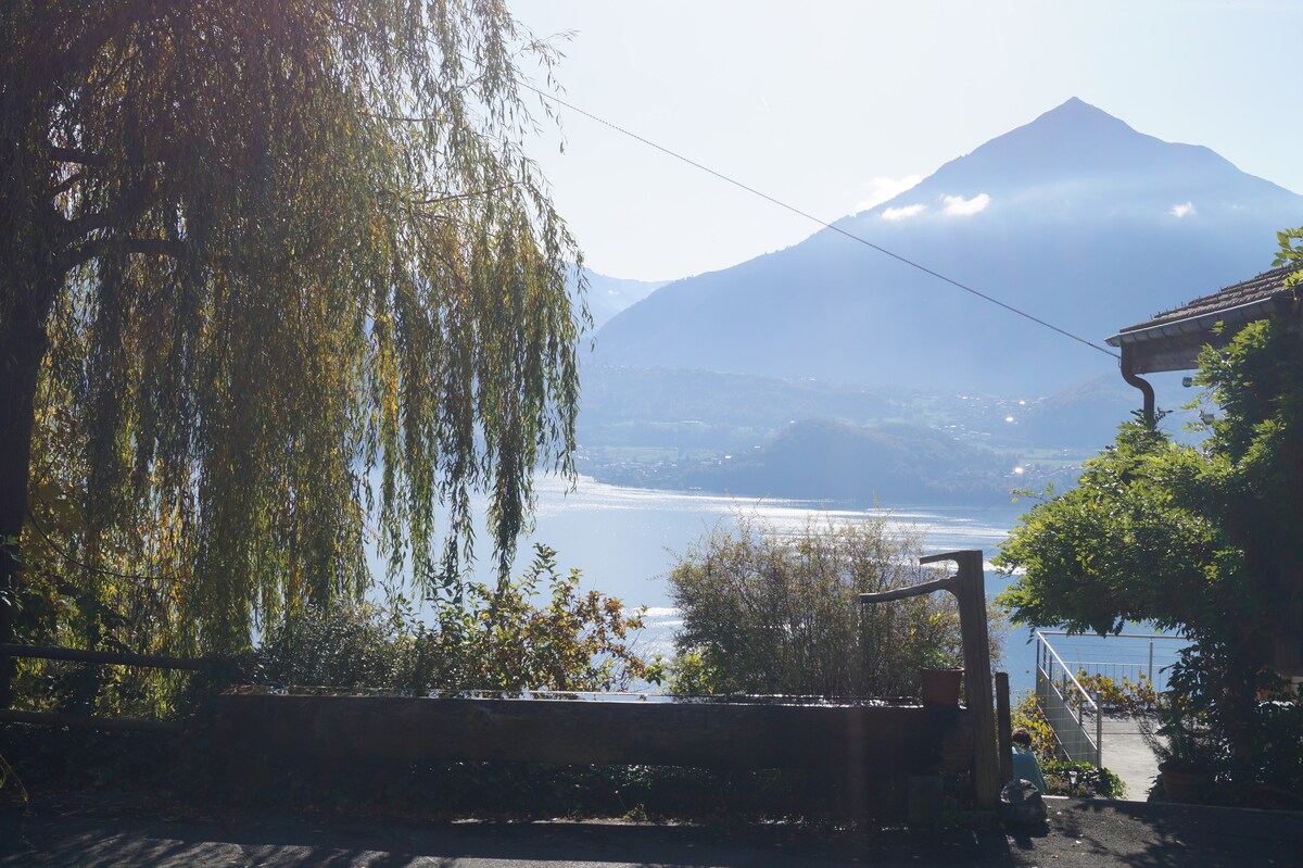 A scenic view of the Thunersee is framed by lush greenery and a large tree. In the distance, the Niesen mountain is visible against a bright sky. A rustic fence runs along the edge, enhancing the tranquil outdoor setting.