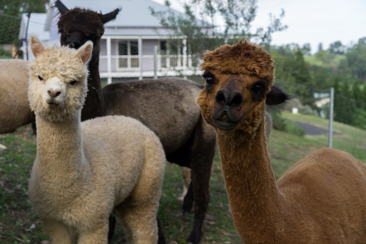 Three friendly alpacas are visible in a lush green field, with one light-colored and two darker alpacas. The background features a charming house and trees, set against a tranquil hillside landscape.