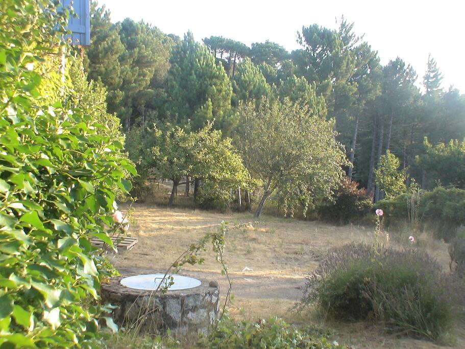 jardin avec puits