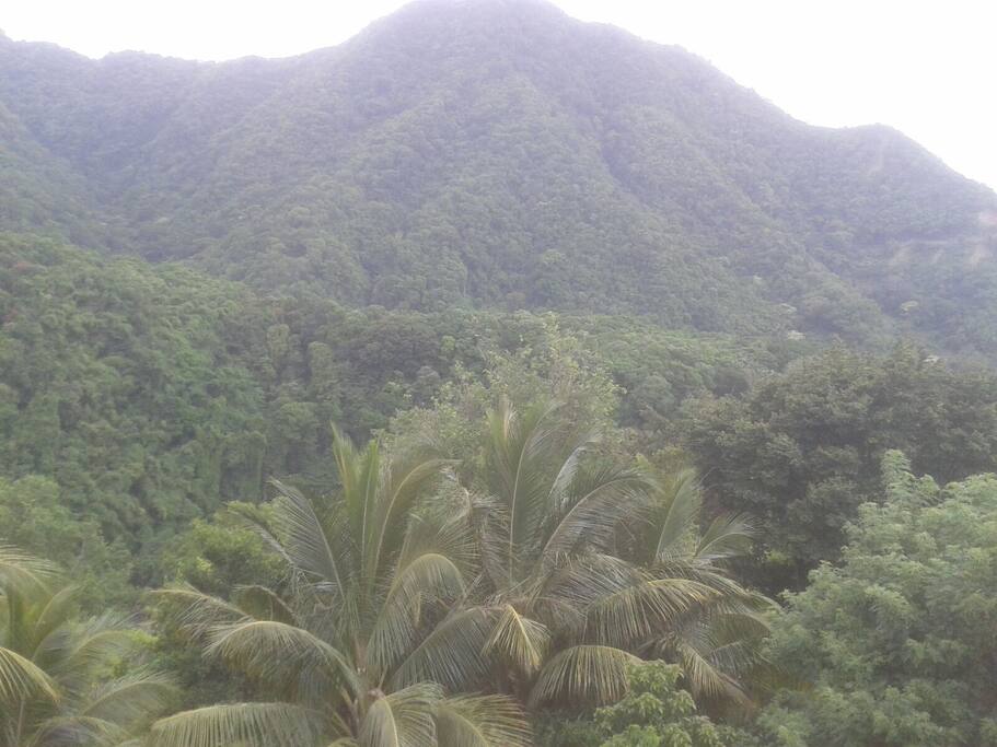 lush, green mountain close by