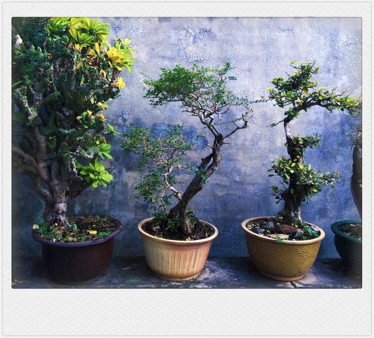 前院的花草