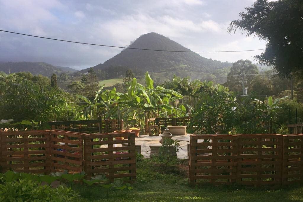 Pinbarren Mountain rising behind our vegetable garden.