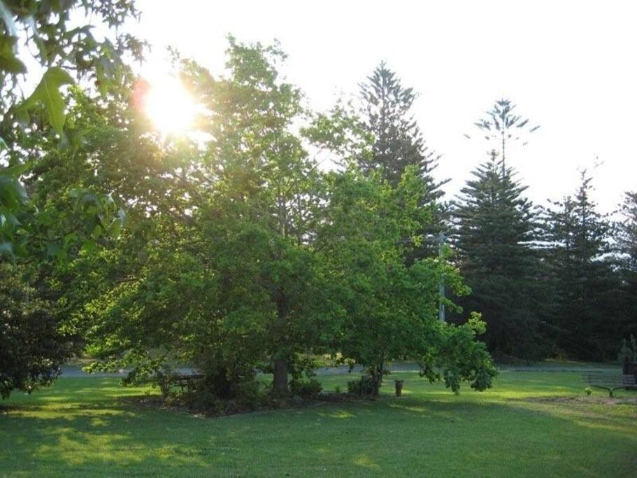 Eat alfresco under "The Oak" at Lakeside Oaks