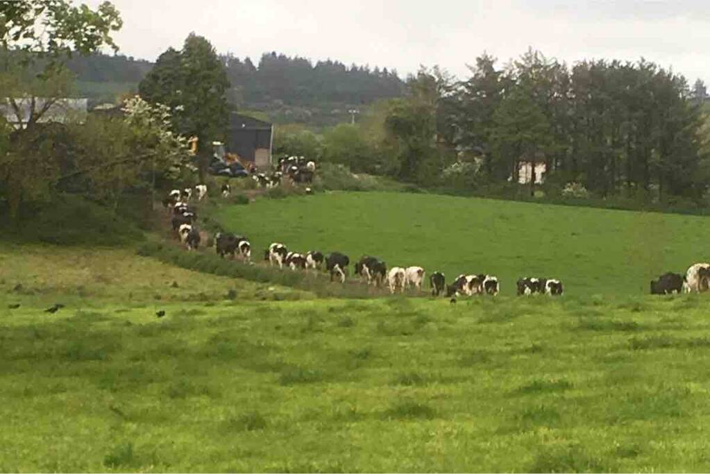 Cows coming in for milking