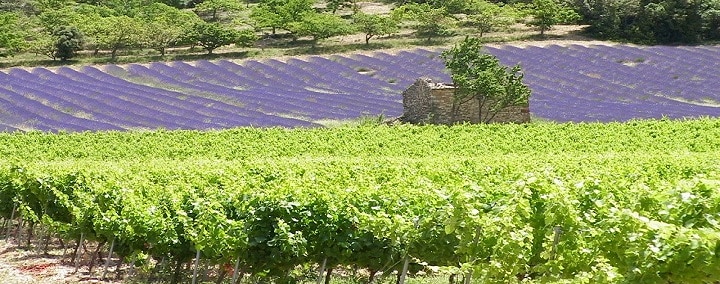 A field of vibrant green vines is visible in the foreground, leading to a lavender field, which displays rows of purple stretching across the landscape. In the background, a rustic stone structure surrounded by trees adds a tranquil element to the rural scenery.
