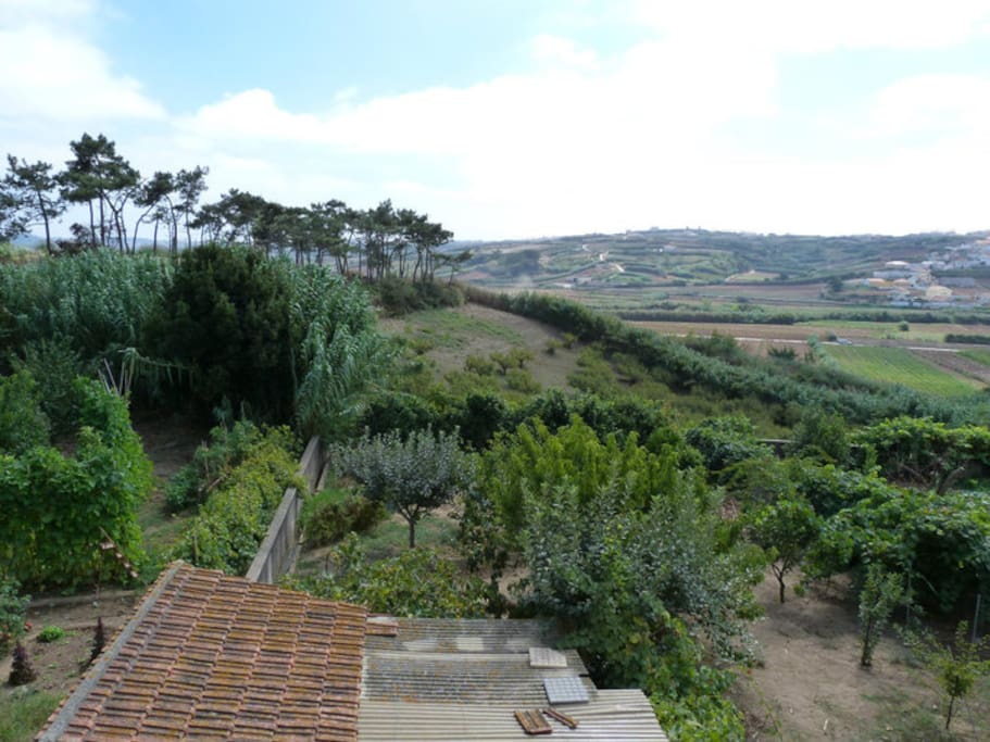 South view