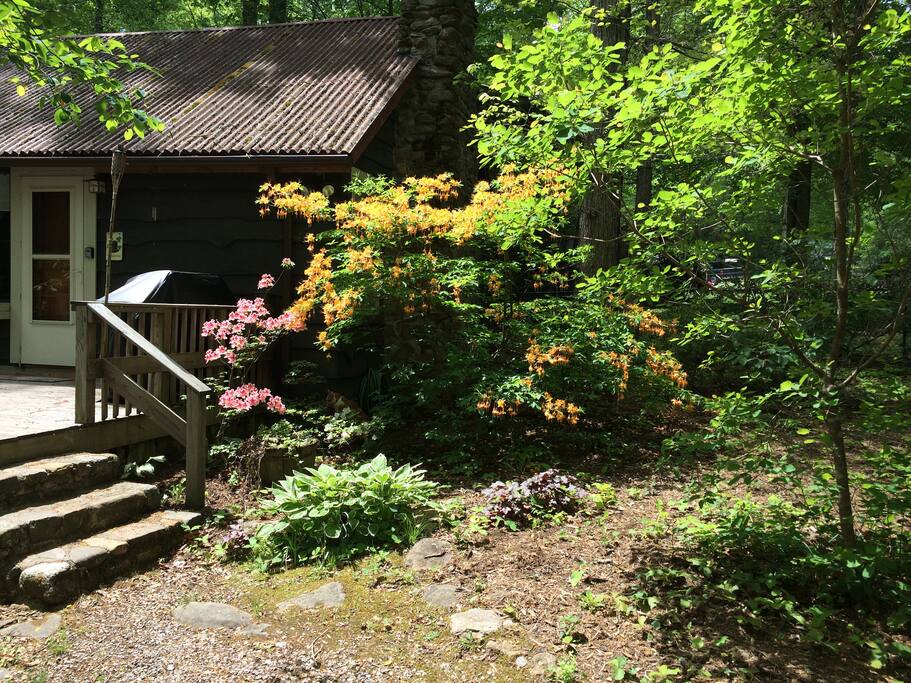 Spectacular spring time color from the native azaleas. Ka-boom.