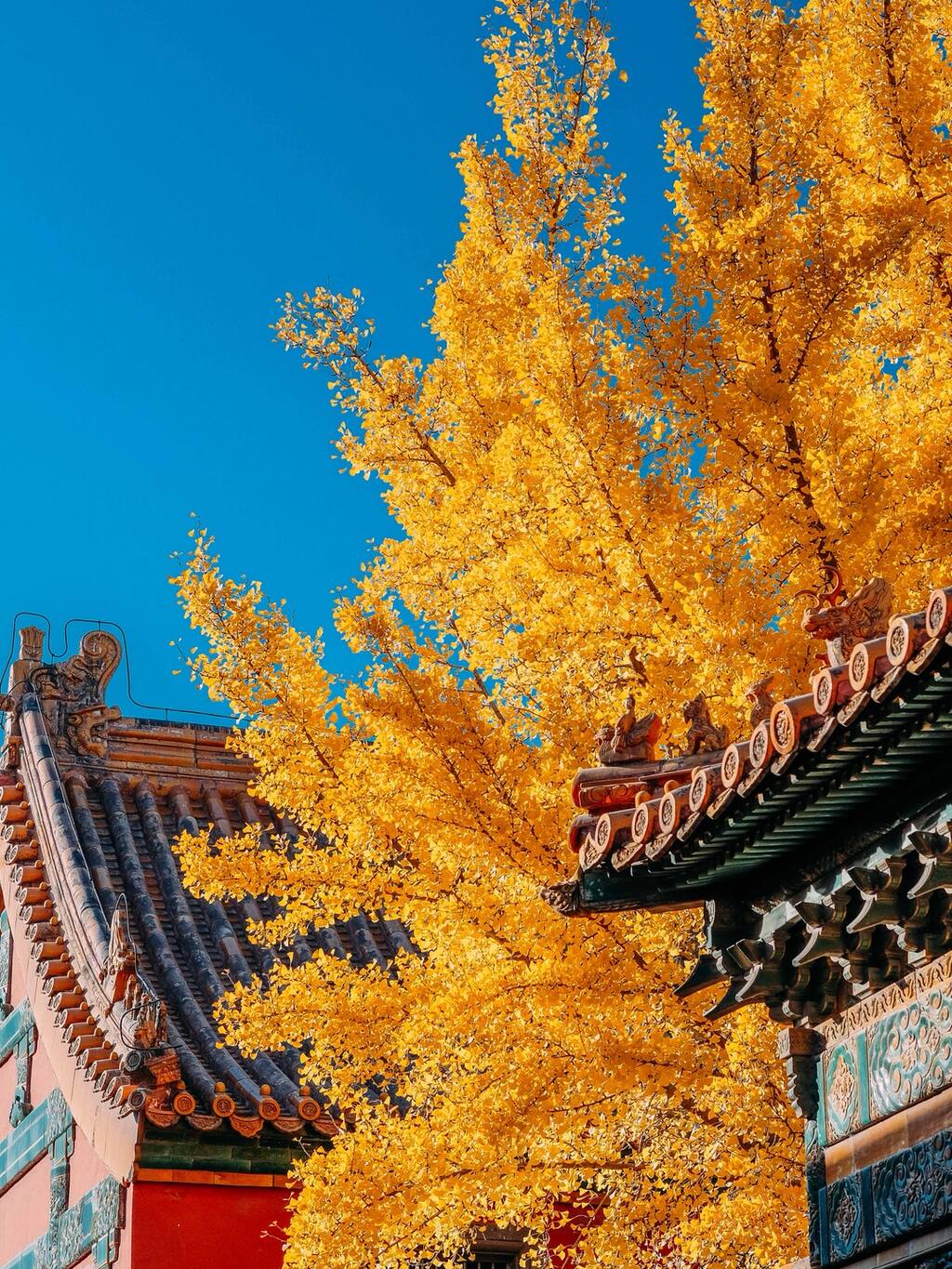 故宫的秋 金灿灿 银杏实拍攻略 北京旅游攻略 尽在airbnb爱彼迎 故宫的秋 金灿灿 银杏实拍攻略 北京旅游攻略 尽在airbnb爱彼迎