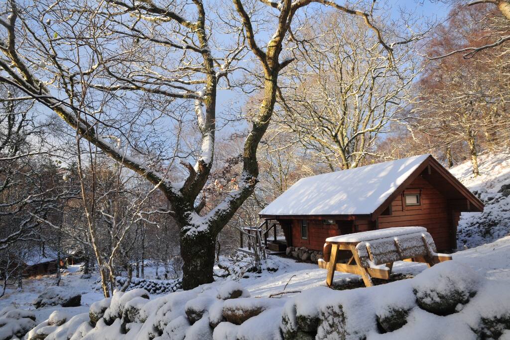 Mossy with a covering of snow