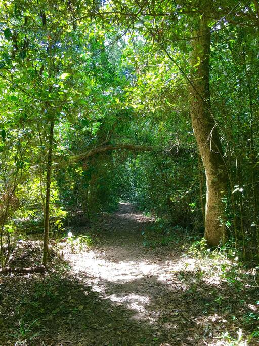 Forest Hikes (nearby)