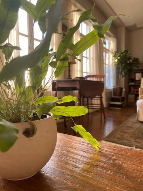 Successful Airbnb property: Richmond District Top floor Pied a Terre in Central Richmond